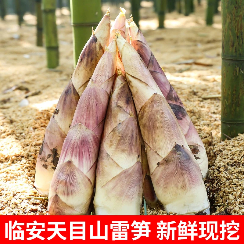 签果临安天目山新鲜雷笋现挖去老根嫩笋包邮