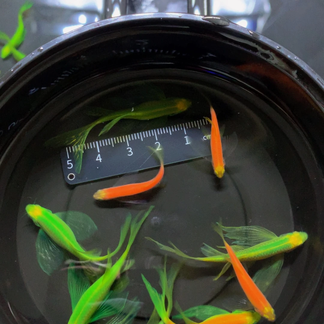 斑马鱼蝶翼斑马微瑕疵品9只（3-4厘米）