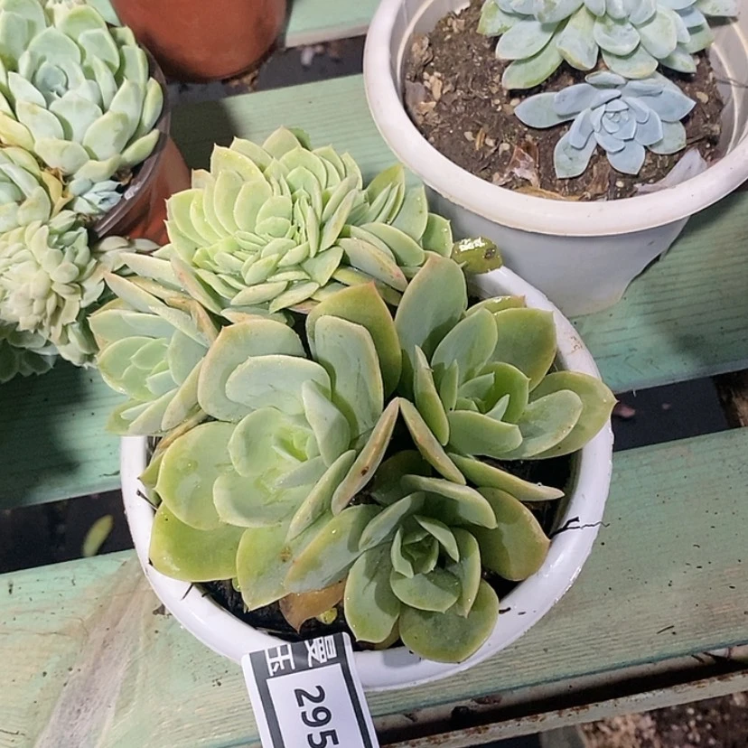 【闪购商品】星娜塔缀2958