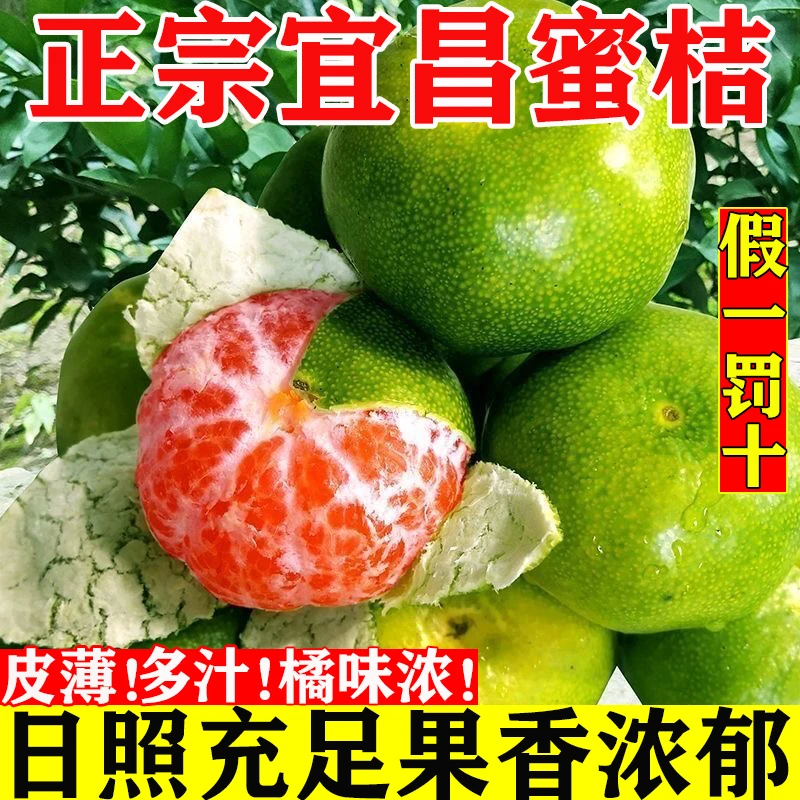 湖北宜昌青皮蜜橘酸甜多汁无核薄皮新鲜应季孕妇水果