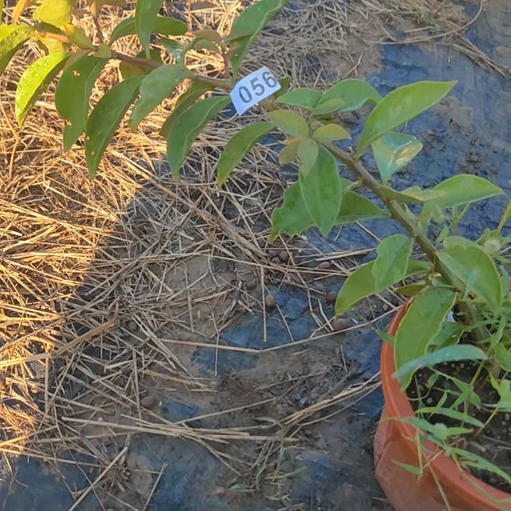 小***龙仙人科叶仙苗1棵056