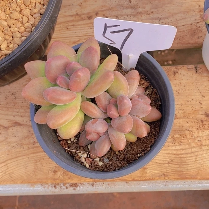 M****?是吗亲爱我睡吧不