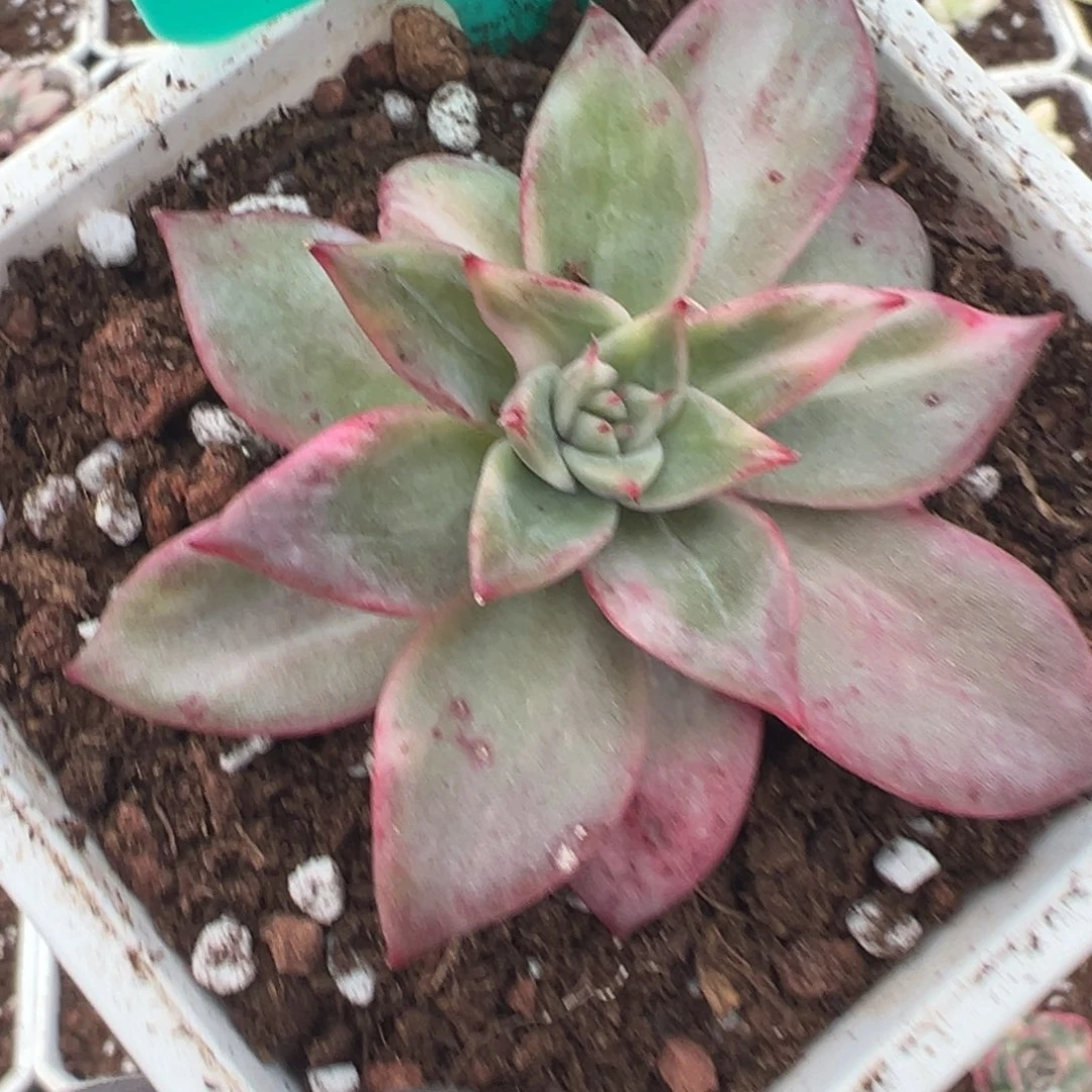 喂****独家东云锦，拉丝锦砍头无根