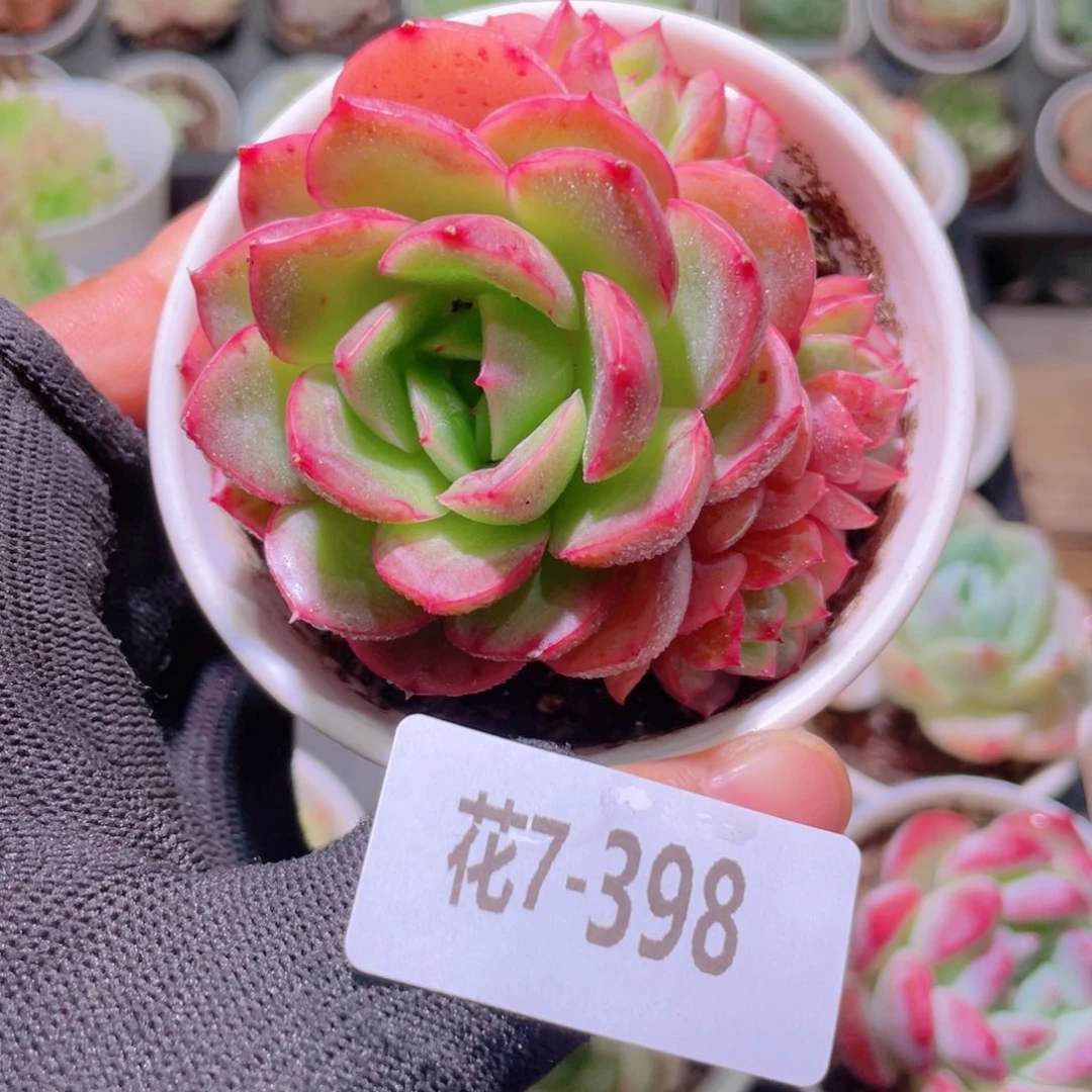 花利美7-398新品