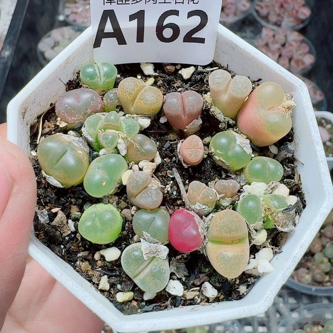 162多肉植物多肉植物