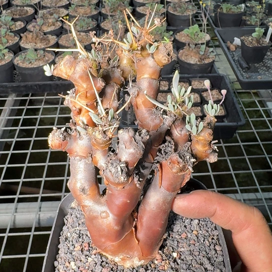 ca wit berg黑鬼殿一份