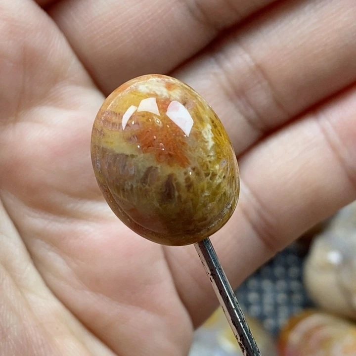 颈饰未镶嵌硅化珊瑚（珊瑚玉）小