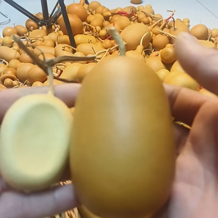 遍子冬瓜一起出售