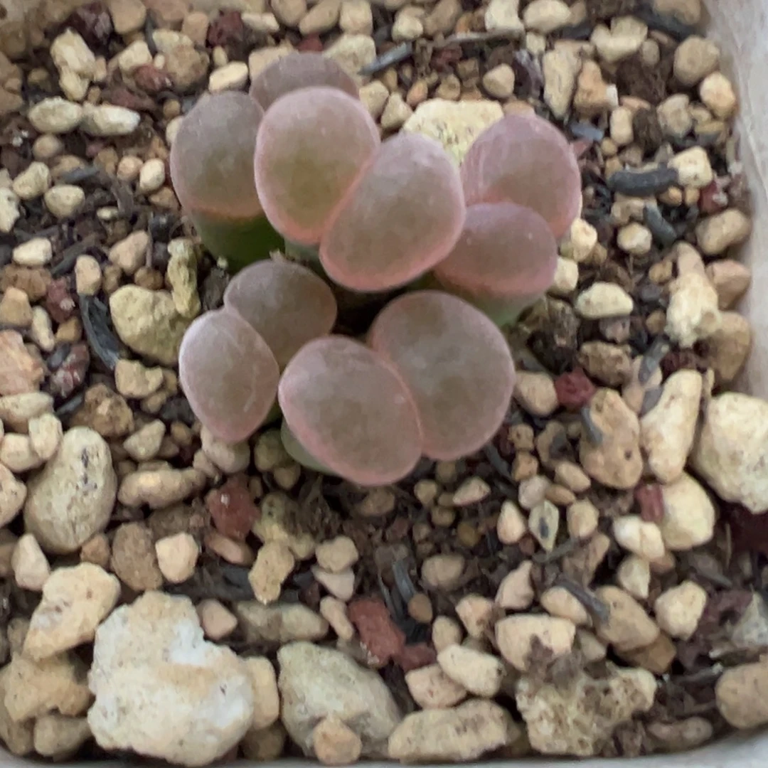 Z****专拍专拍  肉锥植物