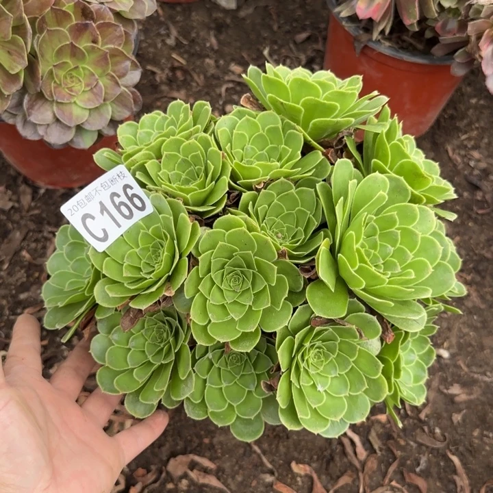 魅灵……多肉植物……