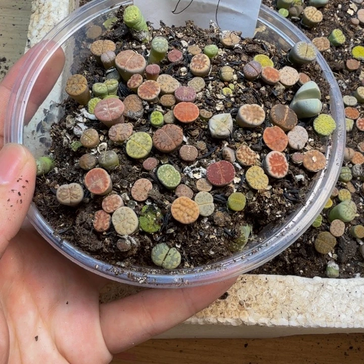 S****多肉植物的生长发育81