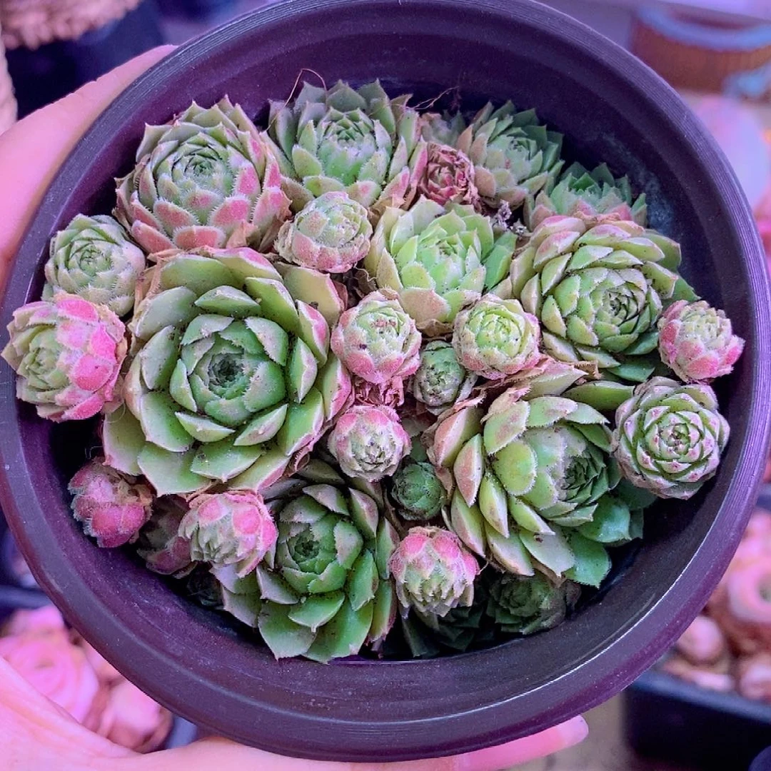 山地玫瑰一物一拍005新品