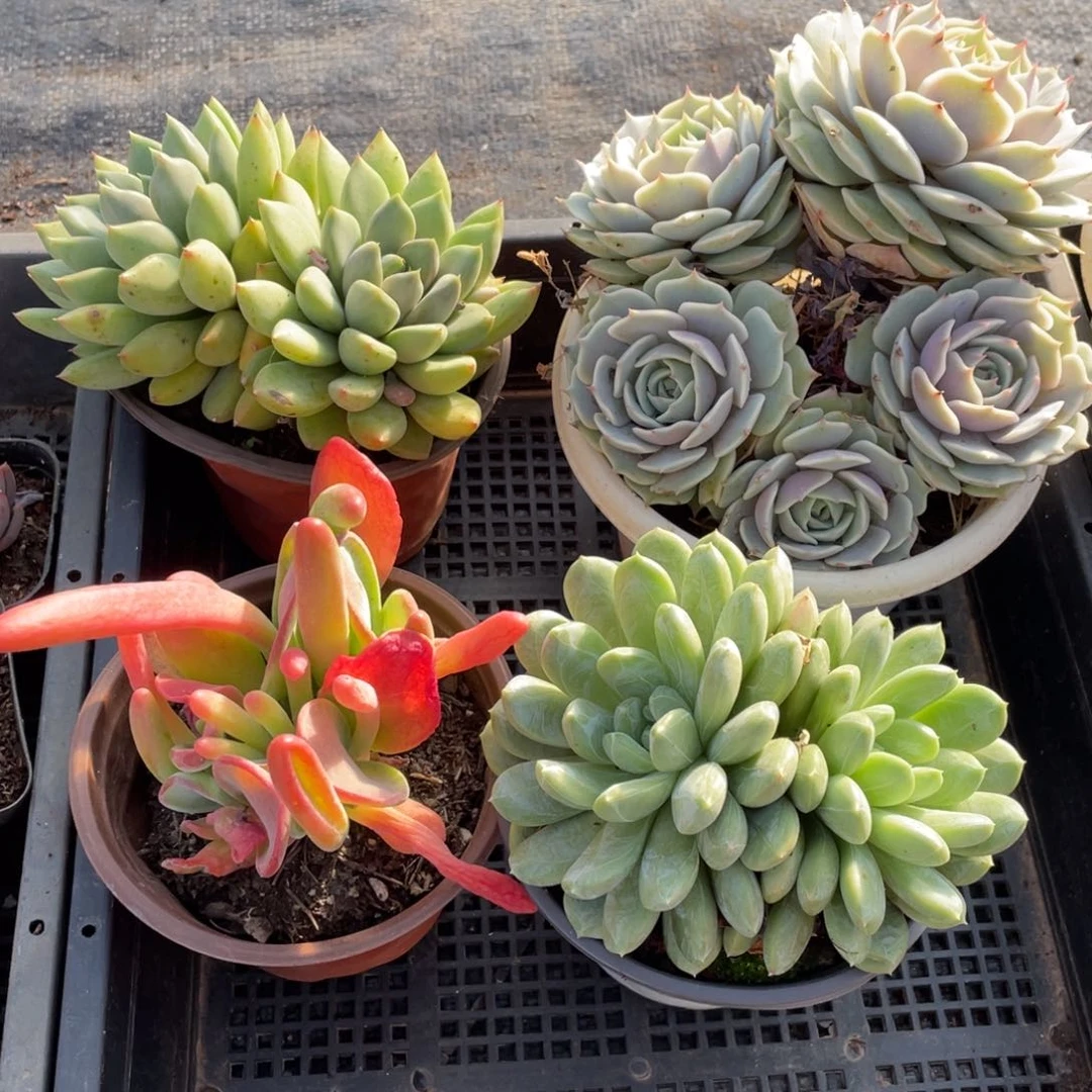 筐拍 一物一拍四棵