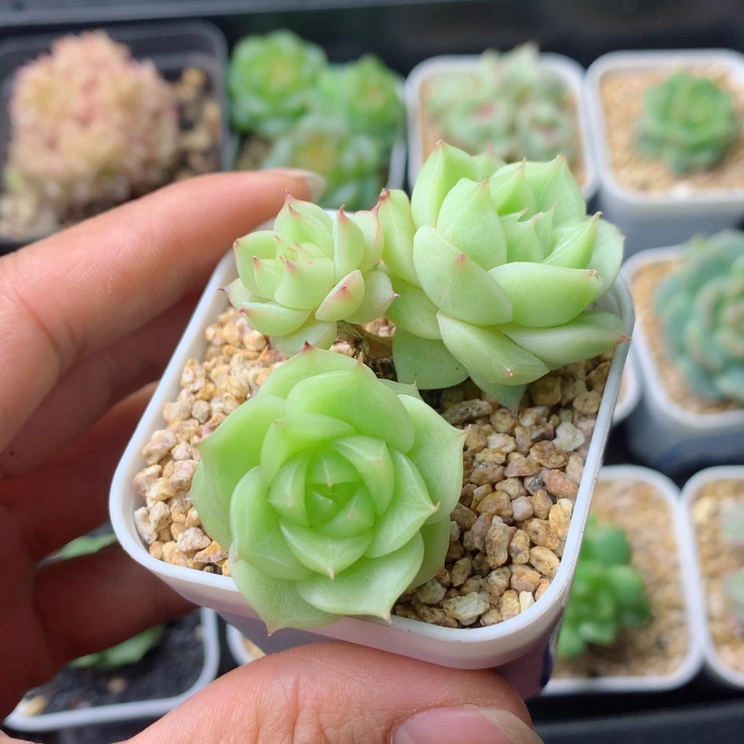 58包邮  群生不包整 71