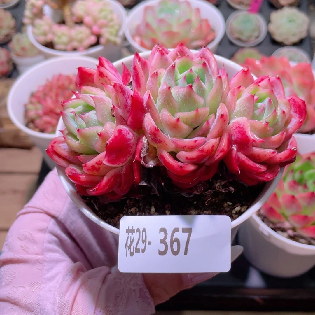花利美29-367孤星