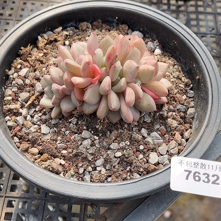 阿雅园艺。         7632爱丽儿朵朵