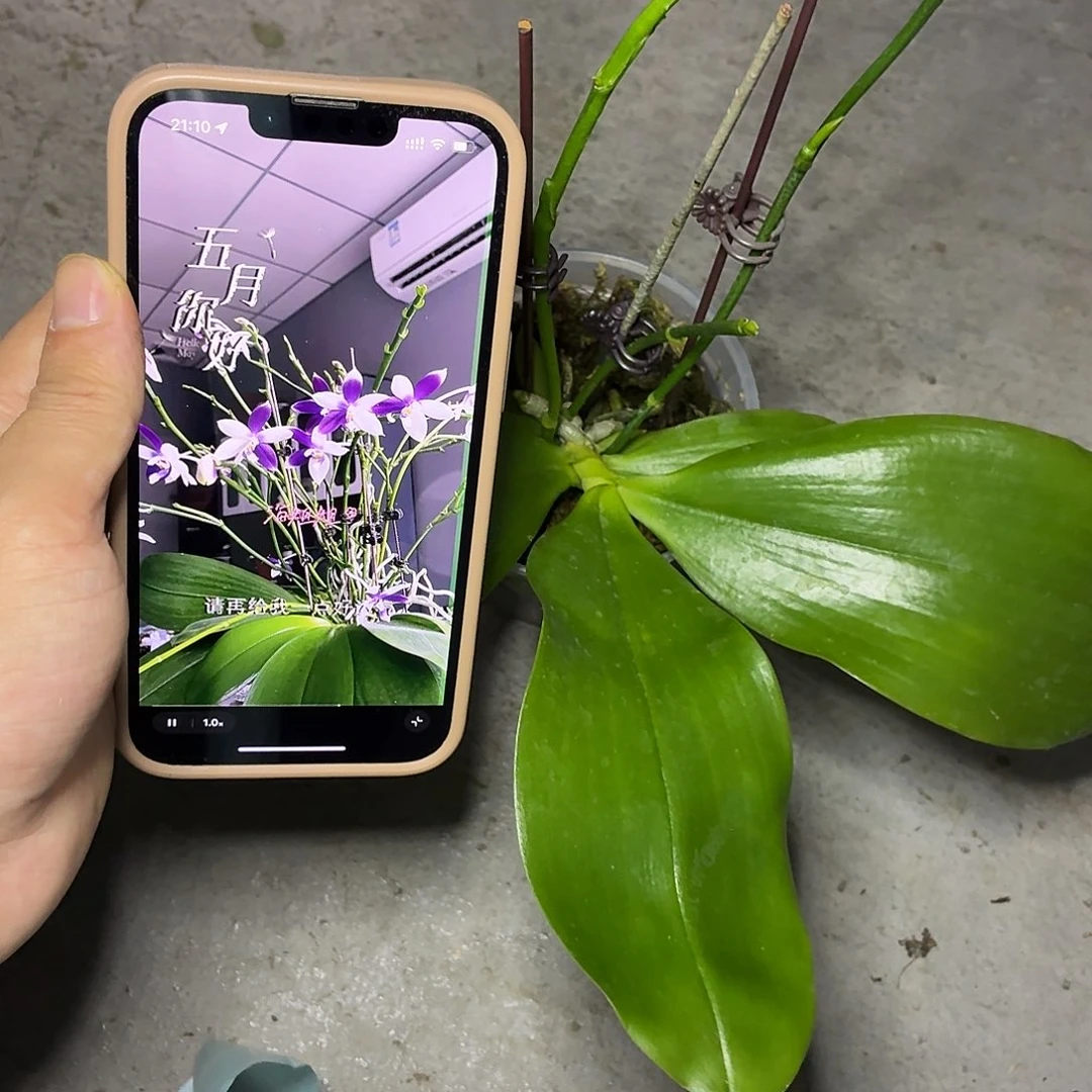 当前无花朵，栽培后可花朵A641三寸三花剑北冰洋