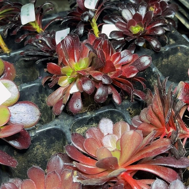 瓯紫缀化带土球5公分以上9.9包邮