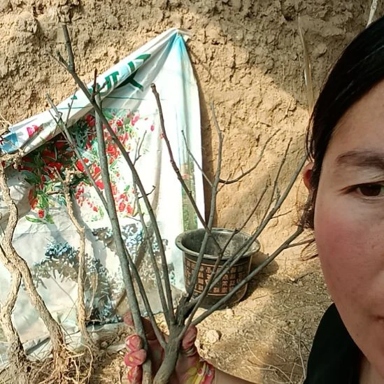 王***.完全开放文冠树一颗