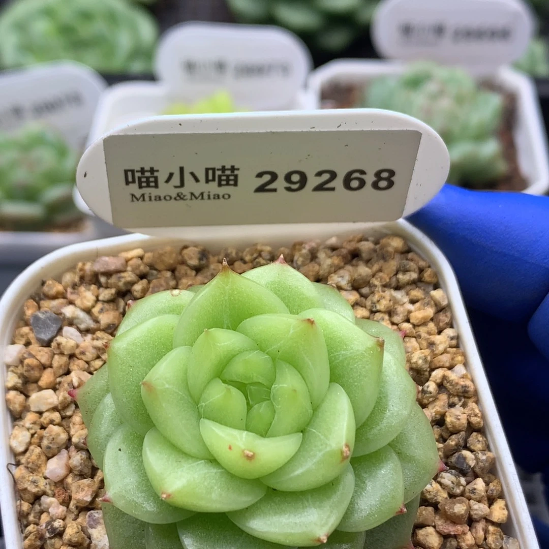 多肉植物杂交珍妮