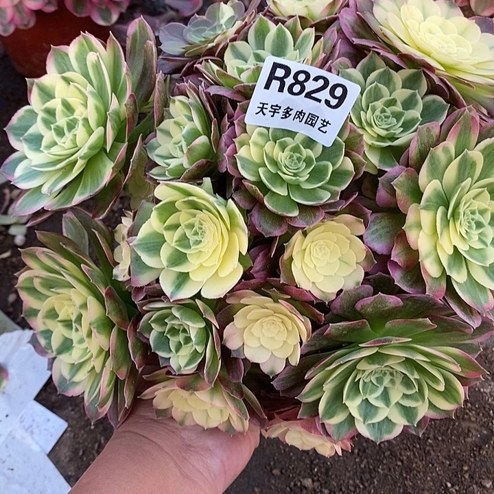 锦***飞多肉植物海仙829多肉