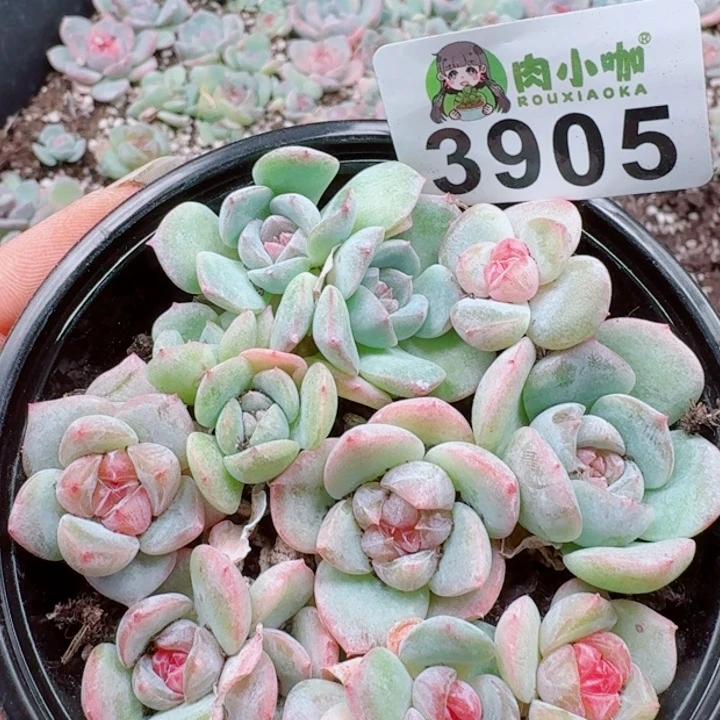 多肉植物多肉植物