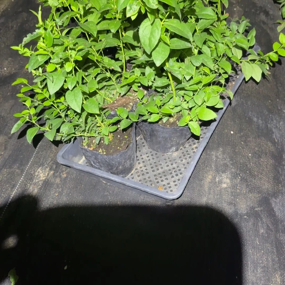 小钵莱格西两颗（处理苗无售后）