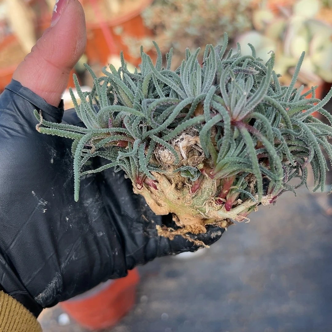 多肉植物天赐块根