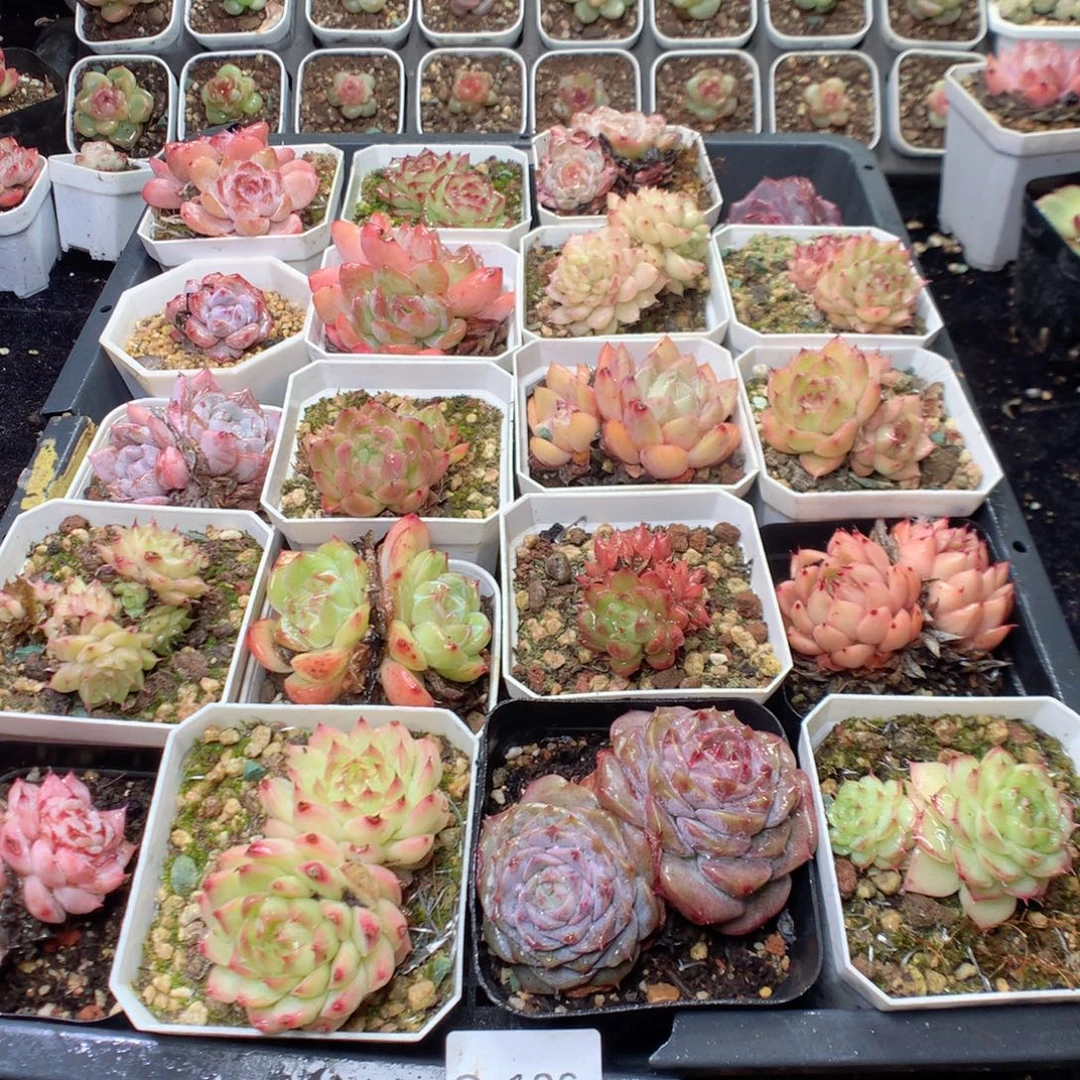 无花朵Q126雨雨雨雨……一