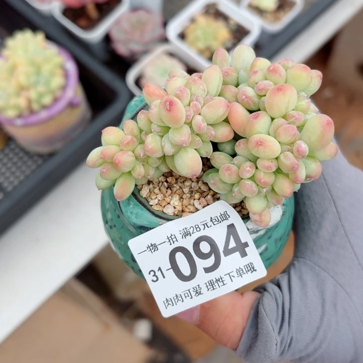 三日月美人缀化多肉多肉植物多肉