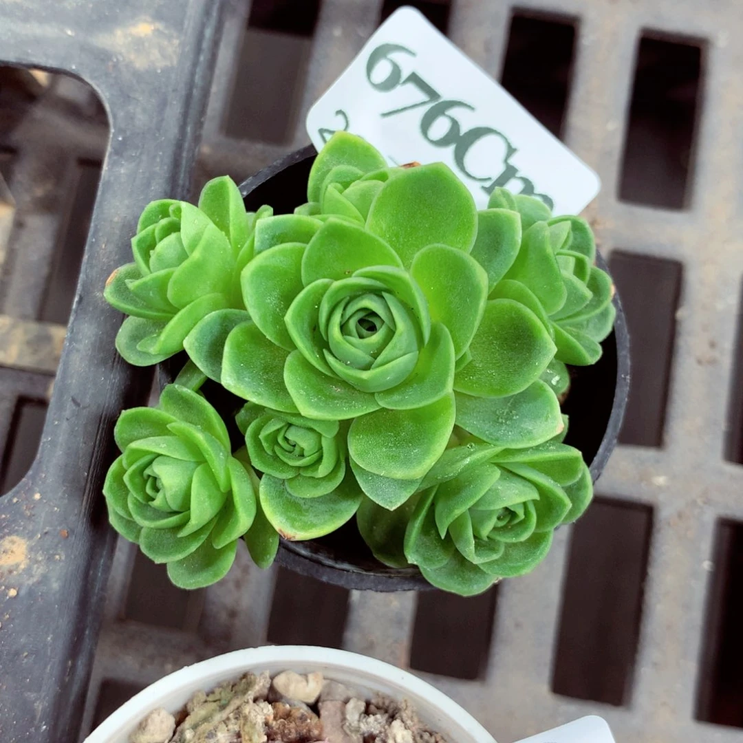 5厘米盆精控多肉676