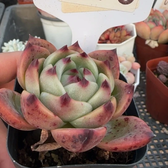 78蓝龙一物一拍多肉