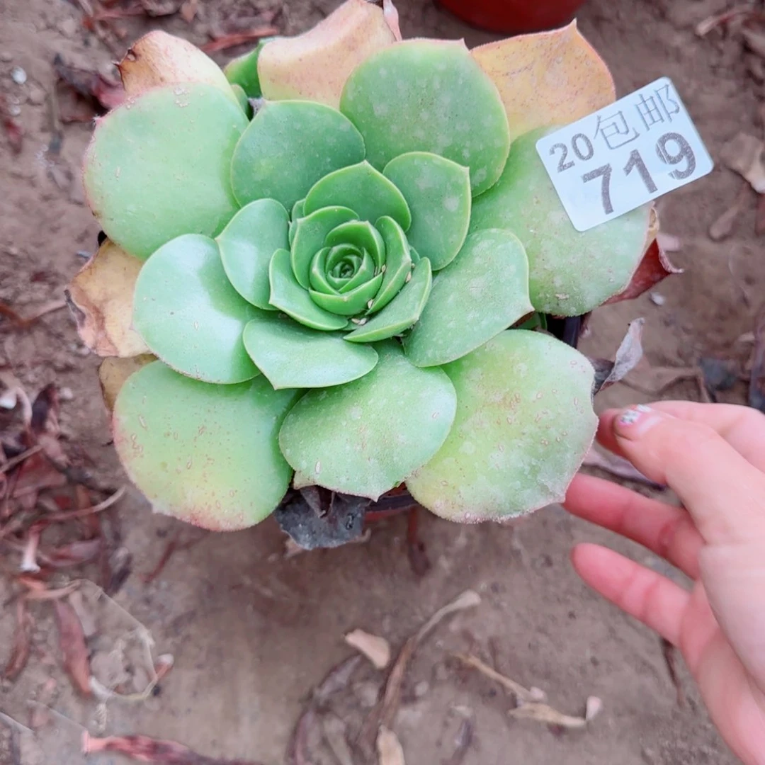 玉龙观音多肉719满20包邮断枝不包