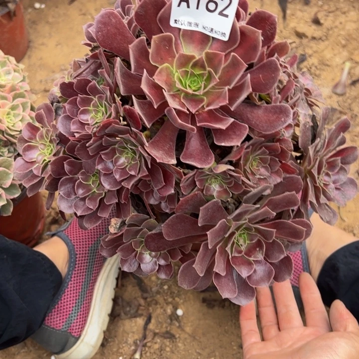 欧子多肉植物162.