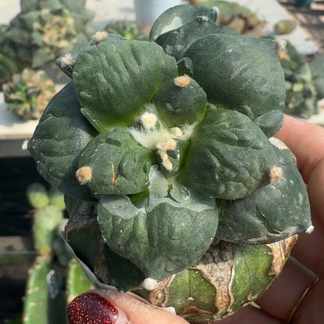 【闪购商品】无花朵牛蛇怒涛361