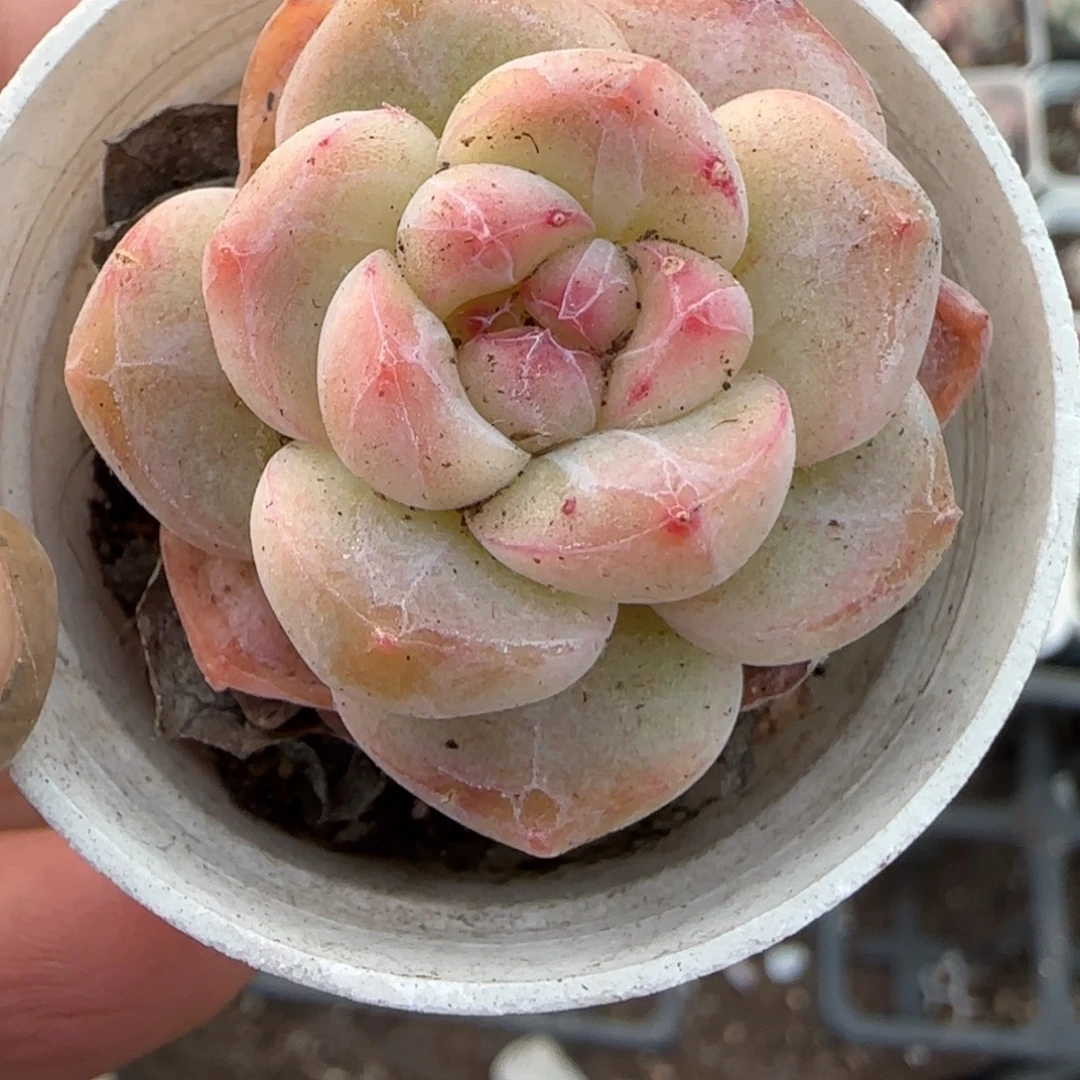 多肉小卡拉米糖心一物一拍