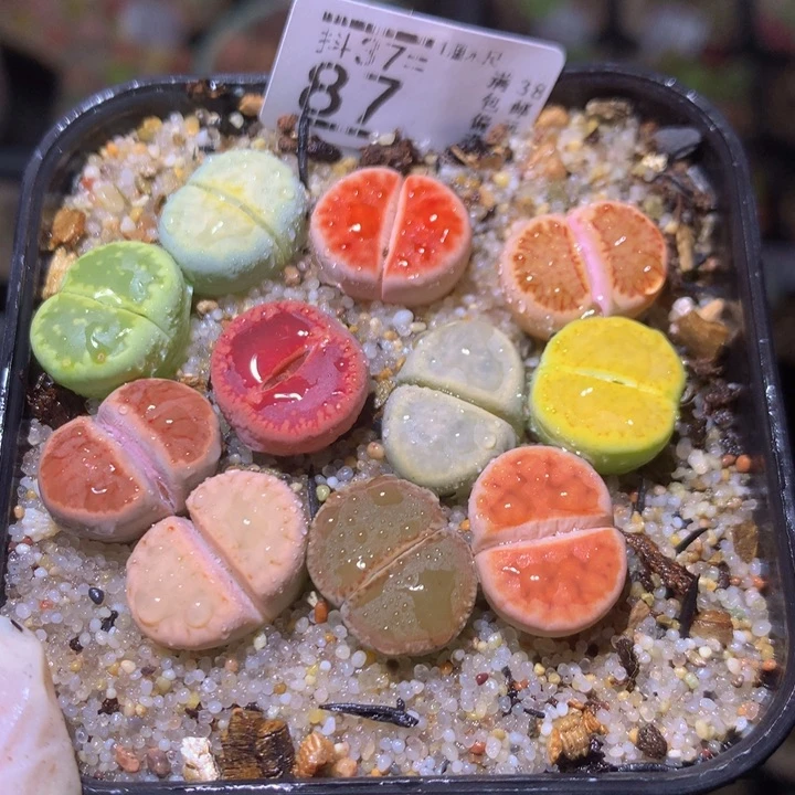 精品生石花37.87