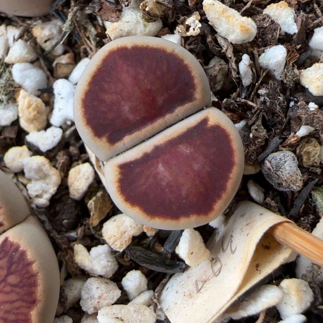 6.1。红窗菊。9080