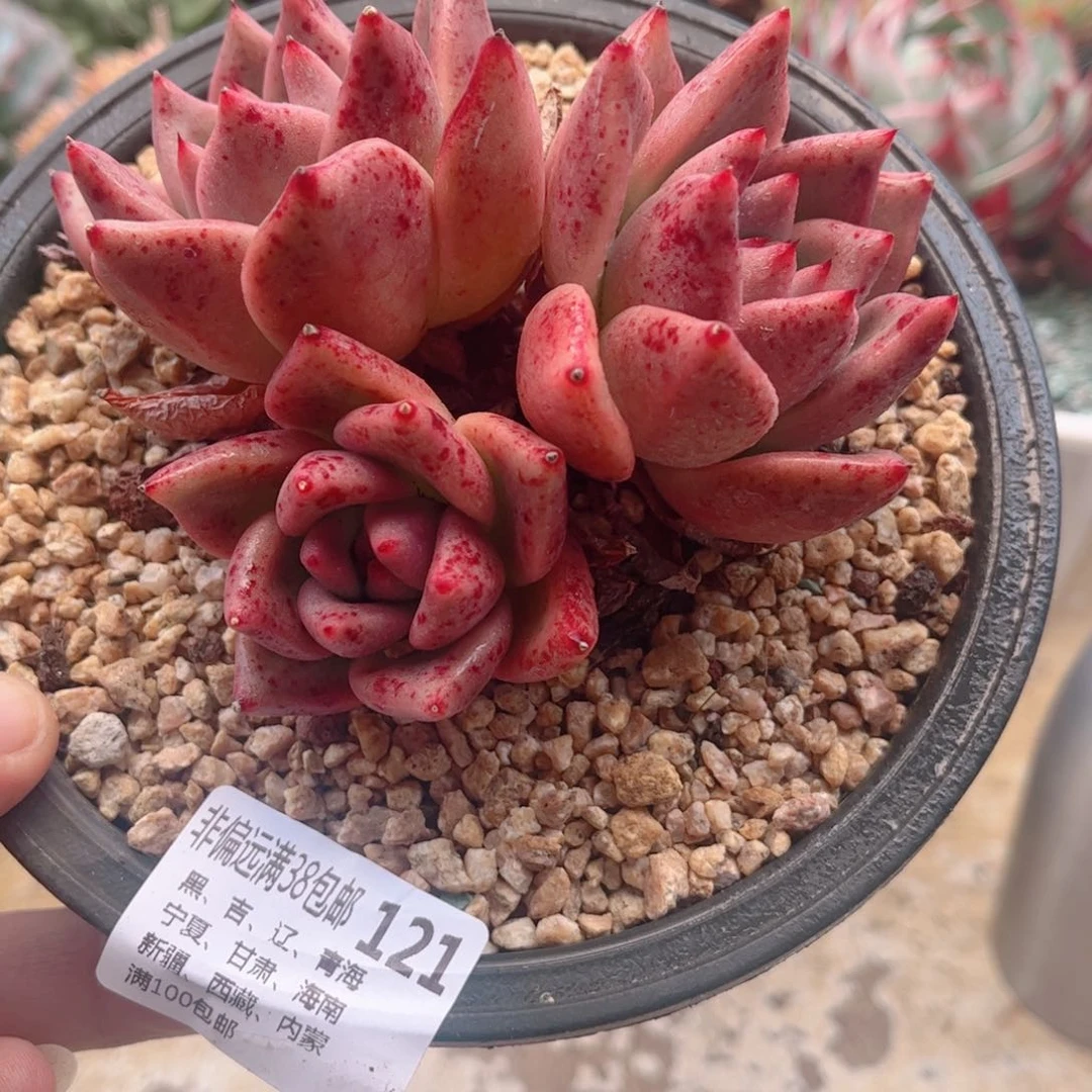 121红颜蜜语德华多肉