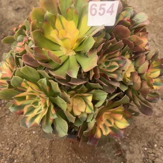 如*654多钱一只花花提花