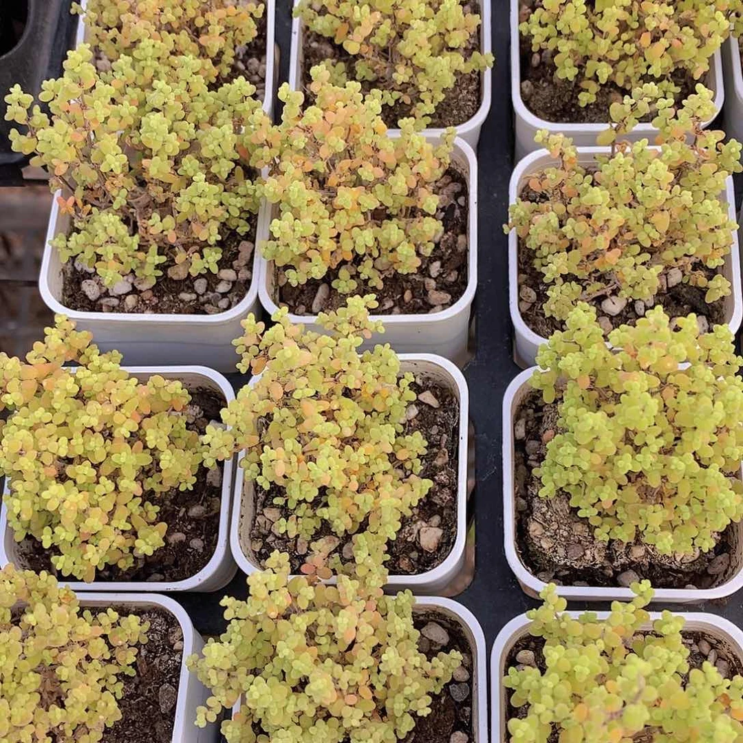 0606- 蜜桔糖球福利一颗量拍