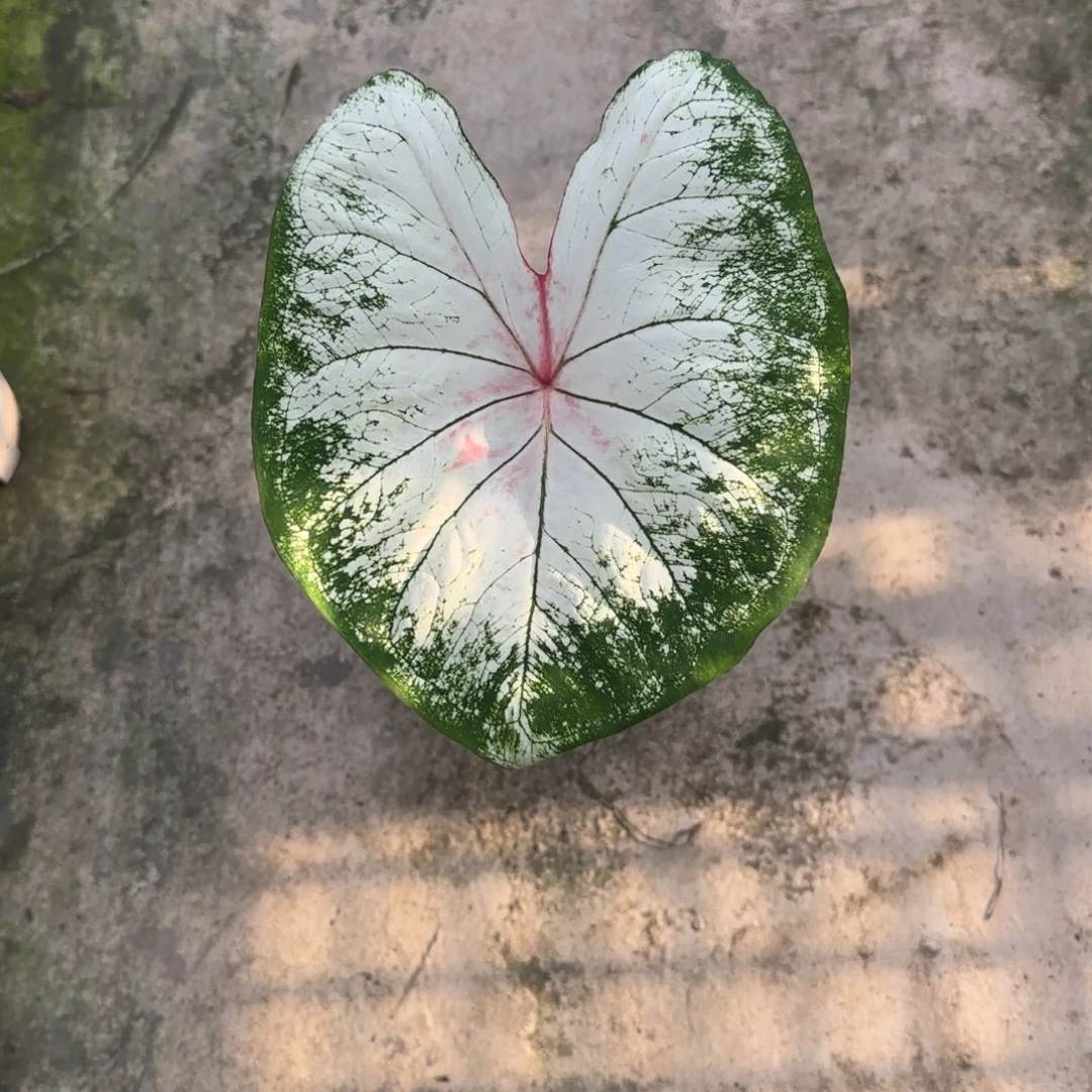 丽***完全开放25莫妮卡不包叶损不包球
