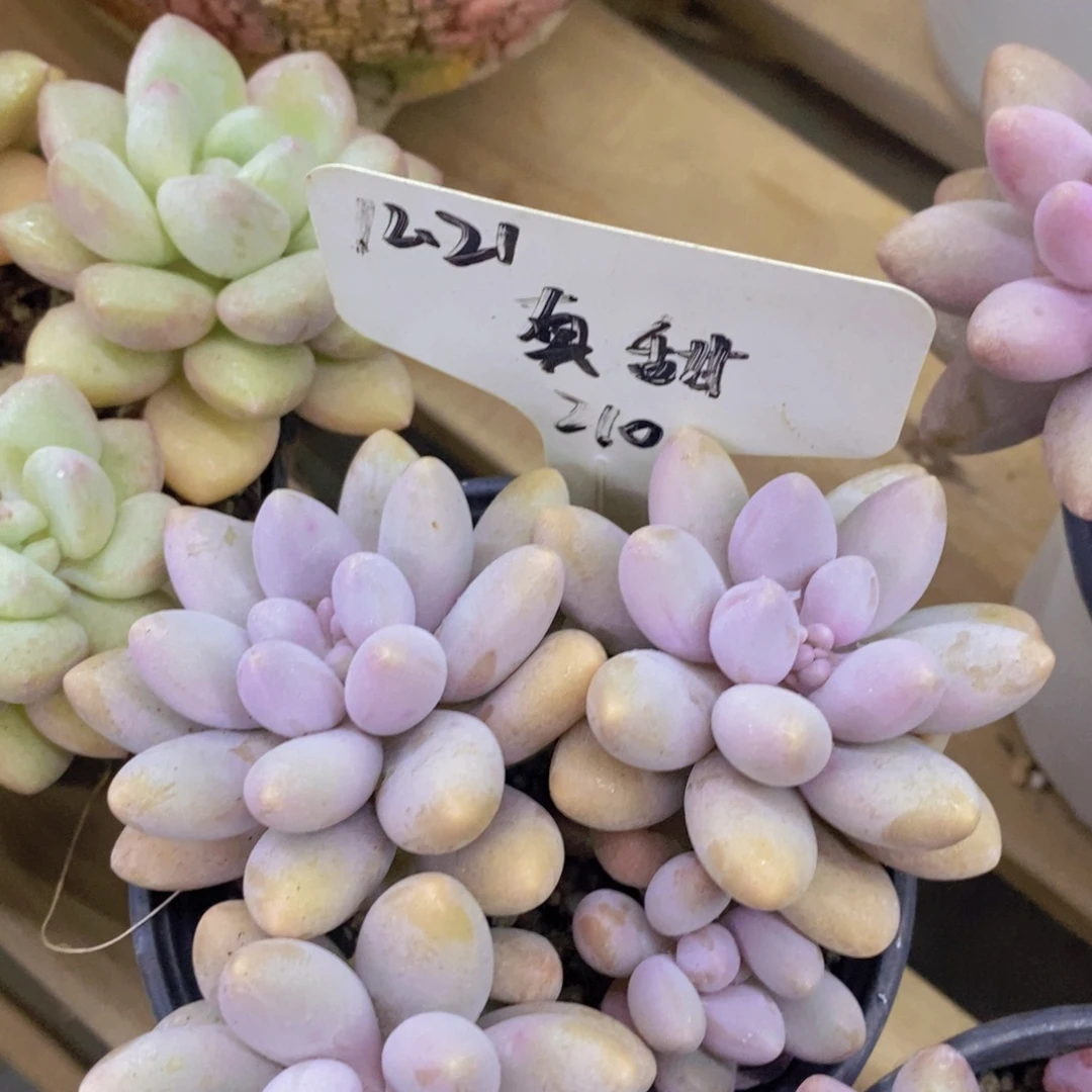 开心多肉，首播2欢迎