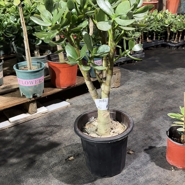 真***人当前无花栽培后可以开花45