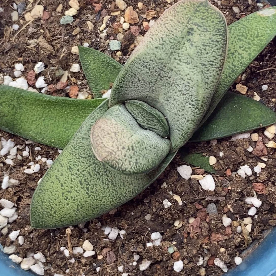 不带盆脱土裸根发货