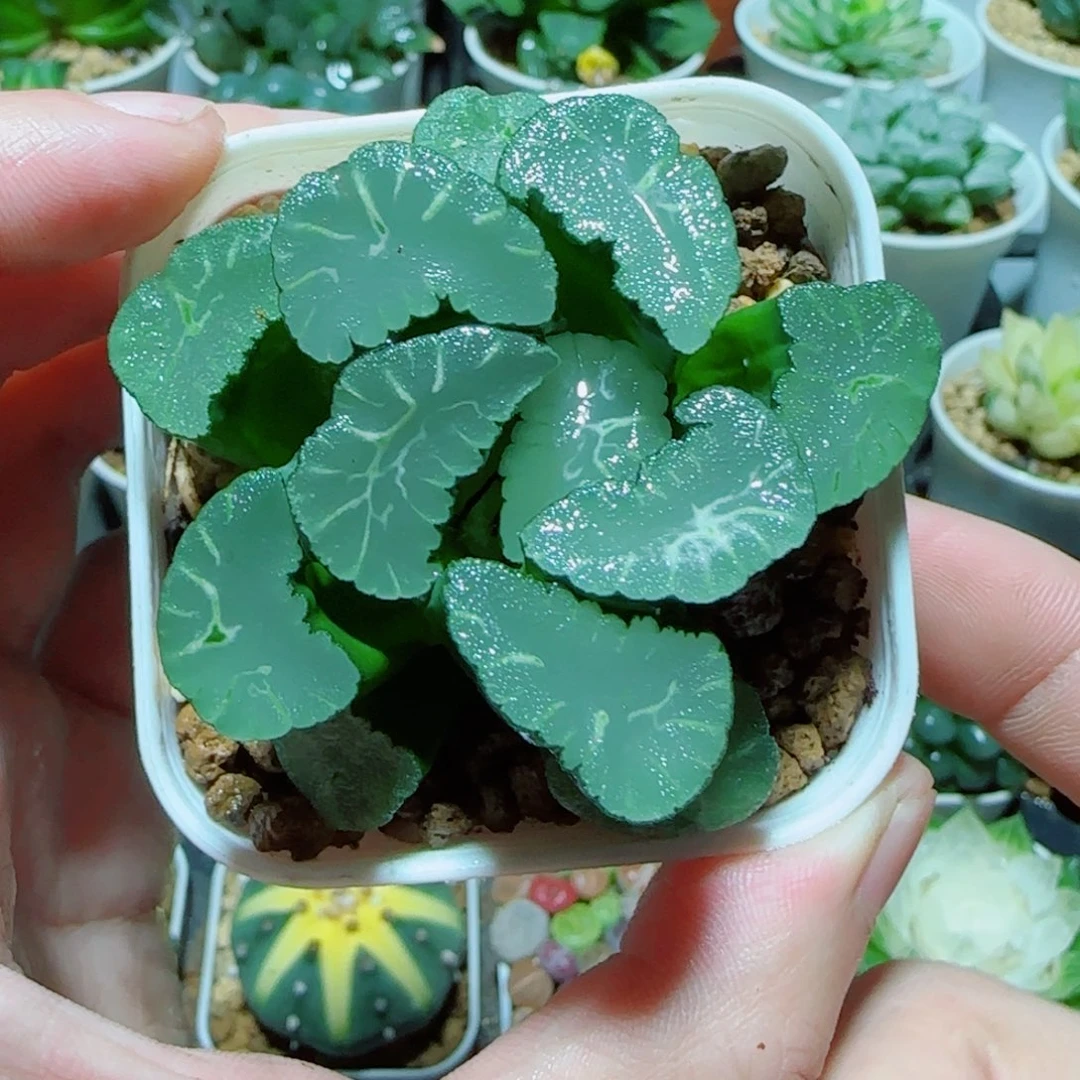 凤凰万象多肉植物