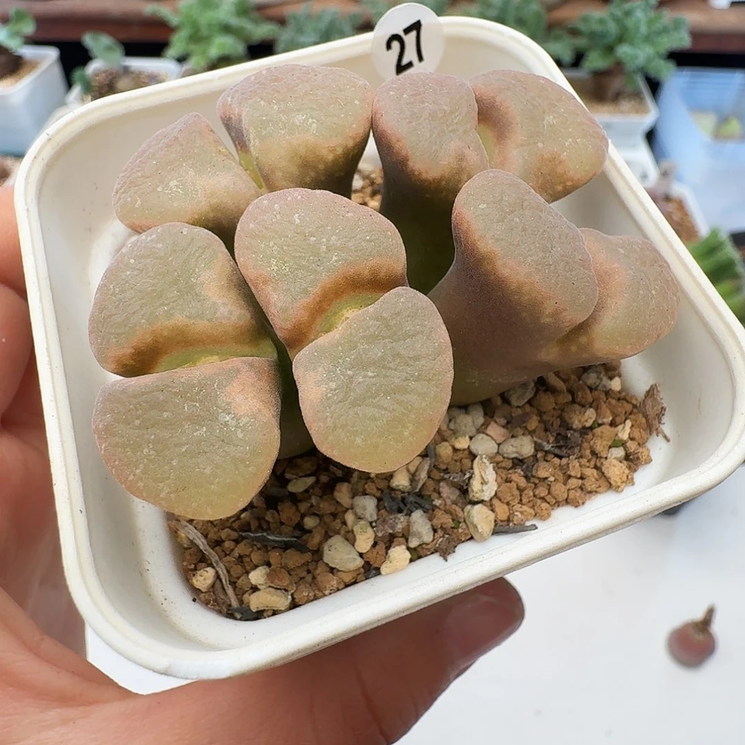 多肉植物福利肉锥27