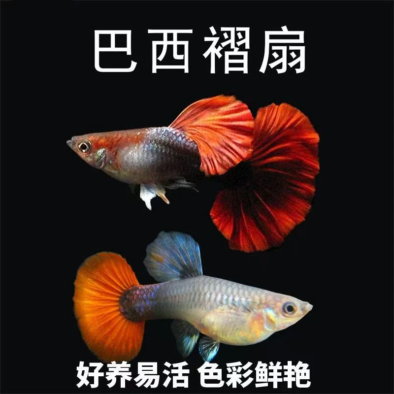 纯种巴西褶扇孔雀鱼小型热带观赏鱼活体好养耐活可繁殖凤尾鱼