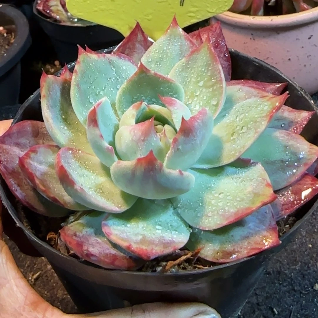 惊鸿一物一拍包装收缩花旱459