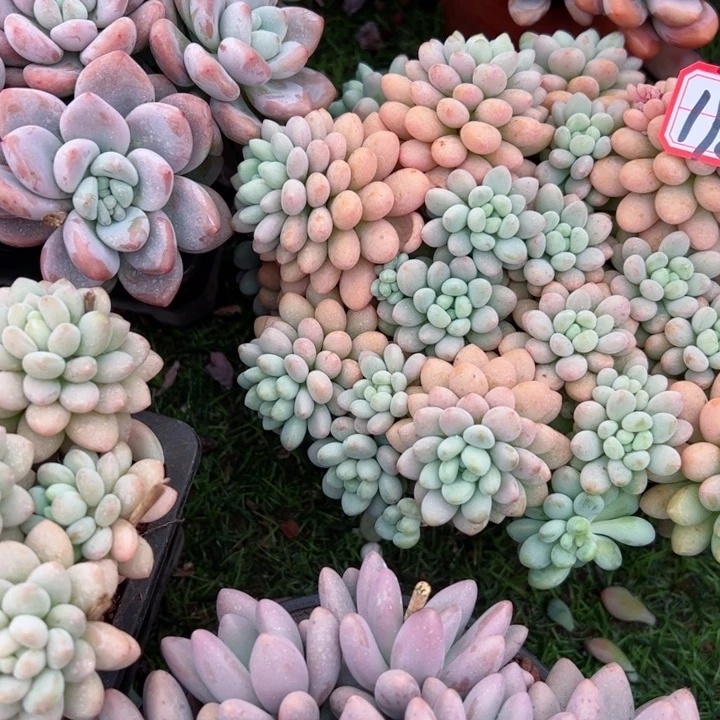 完全开放洛可可平平安安健健康康